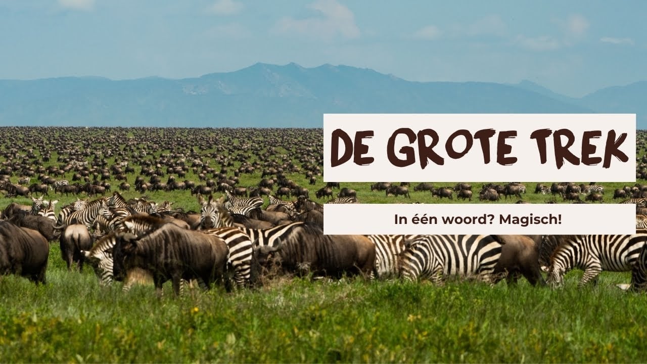 DIT is waarom de Grote Trek in Tanzania op je bucketlist moet staan.