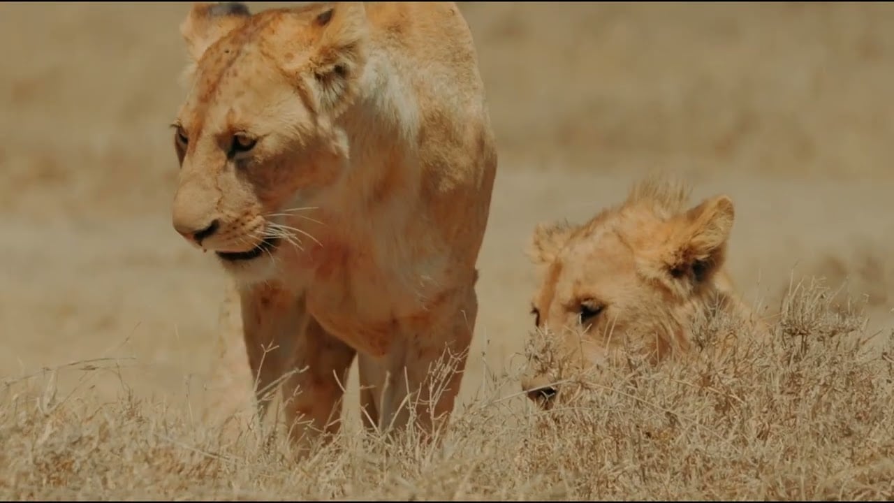 Family   young children 16 9 20s