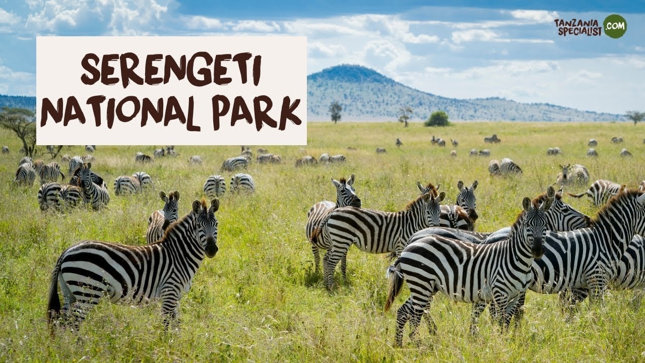 Ontdek Serengeti National Park - Tanzania Specialist