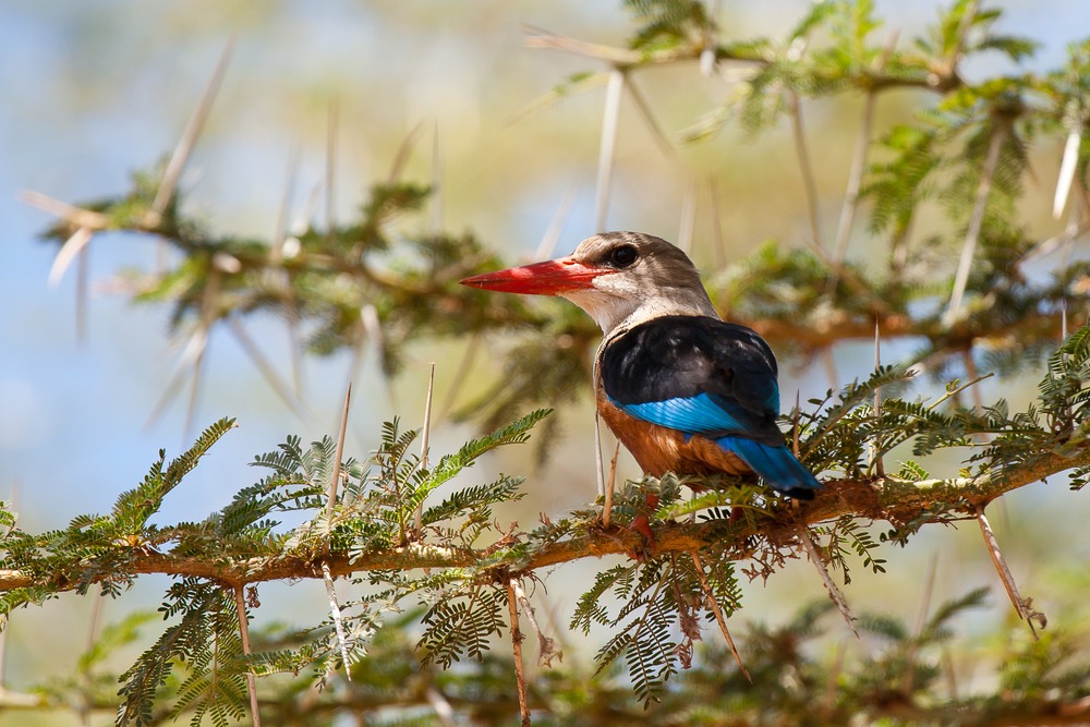 Vogelt in Arusha National Park, Tanzania
