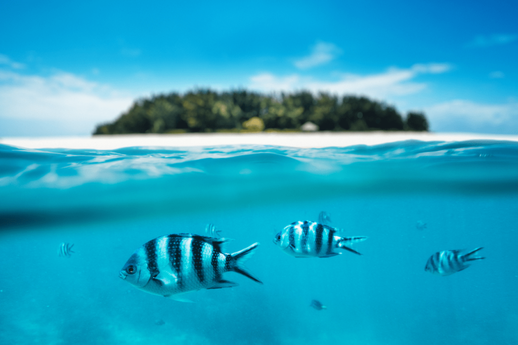 jambiani zanzibar vissen