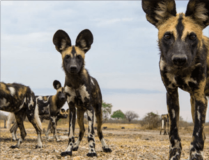 Wilde honden zie je tijdens je Selous safari