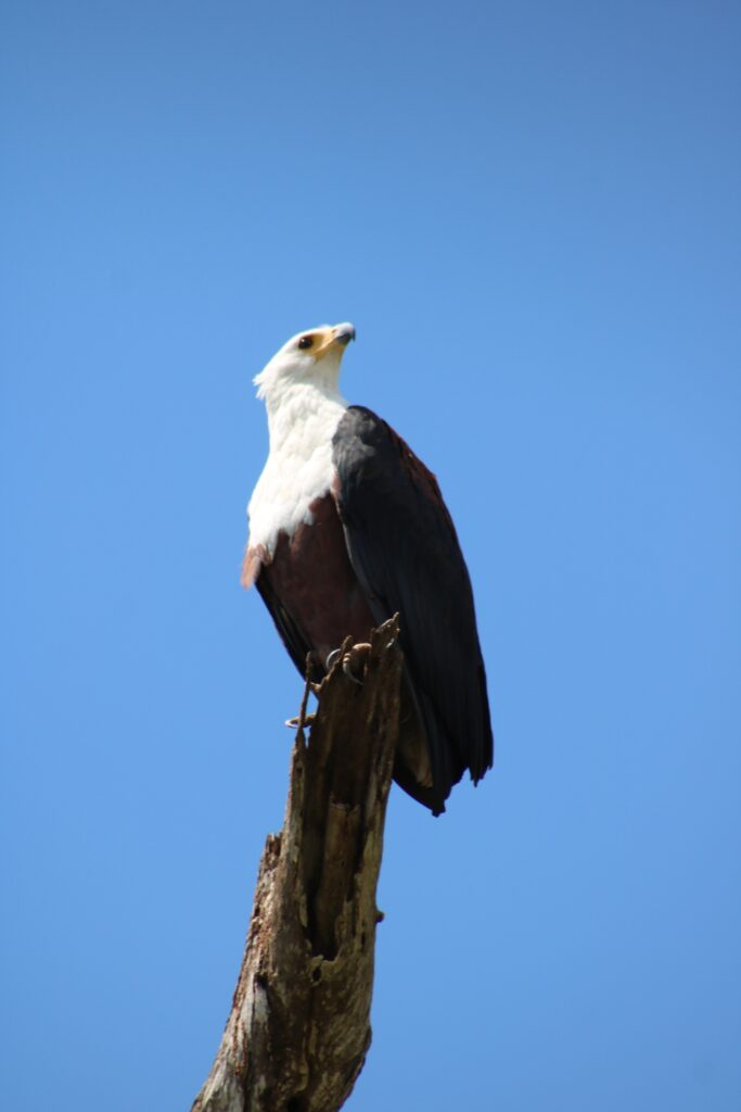 Arend in Saadani NP