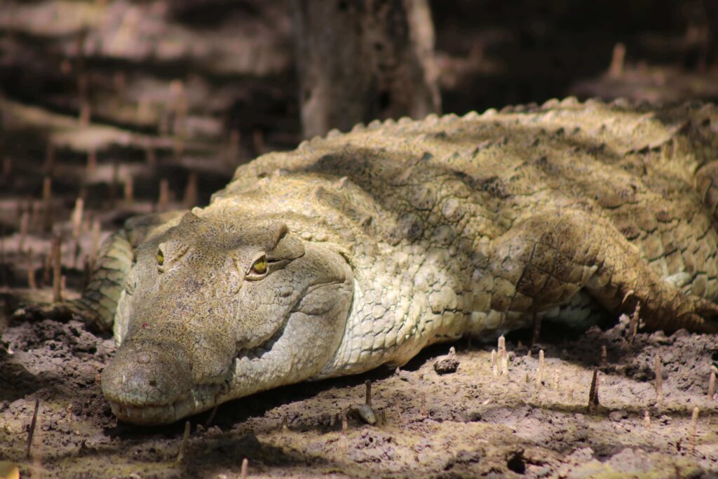 Krokodil in Saadani