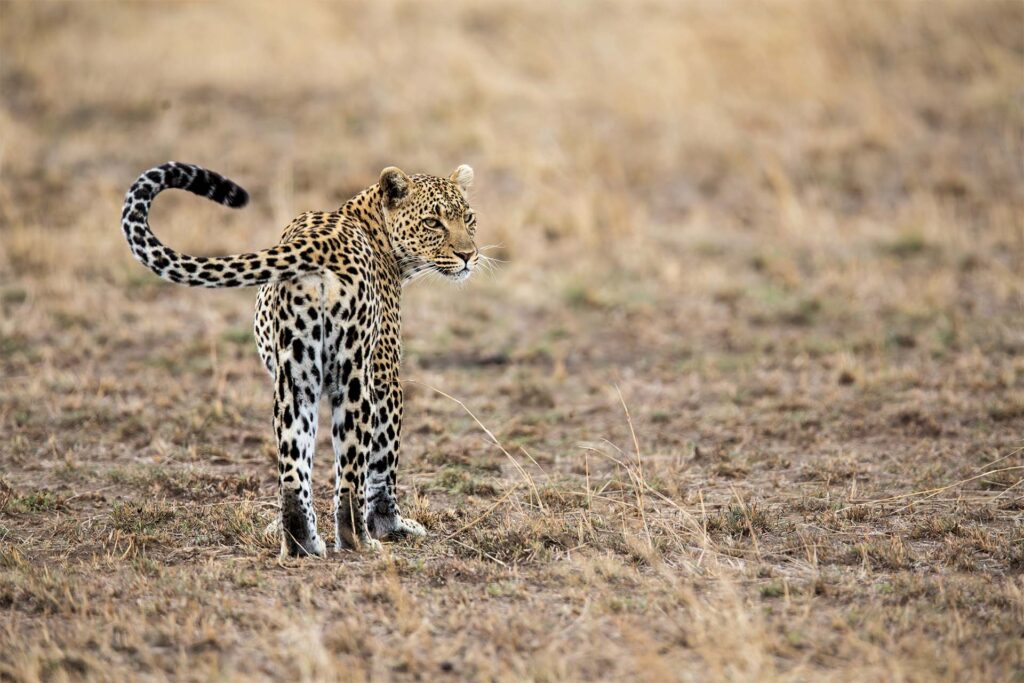 Cheetah op wandel in Tanzania