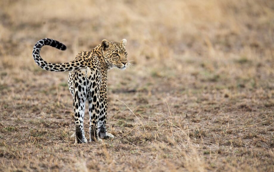 Cheetah op wandel in Tanzania