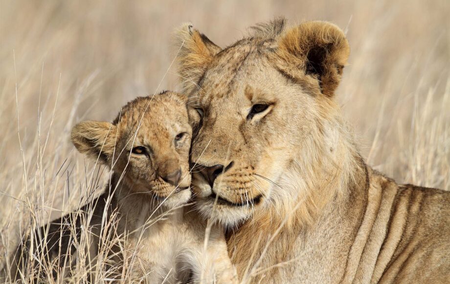 Moederleeuw en leeuwenwelp op de Serengeti in Tanzania