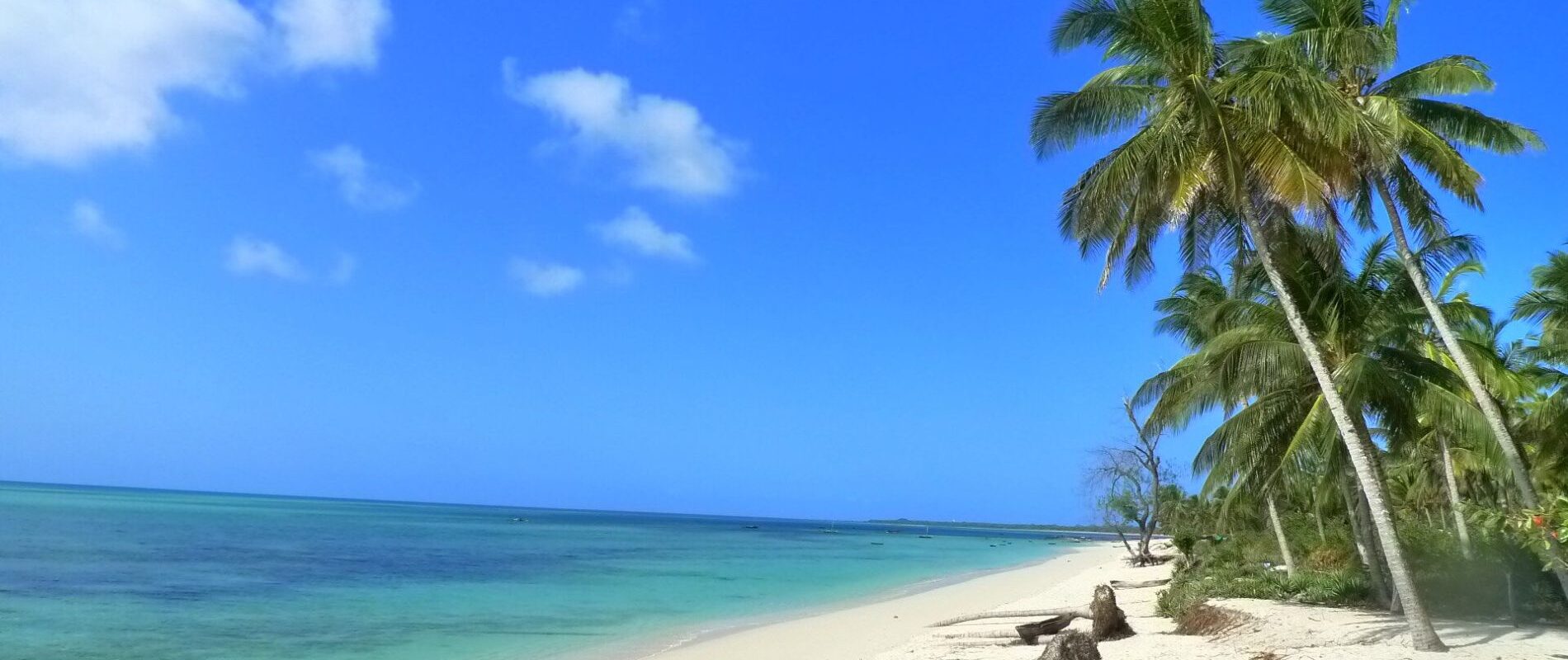 Mafia Island strand met palmbomen