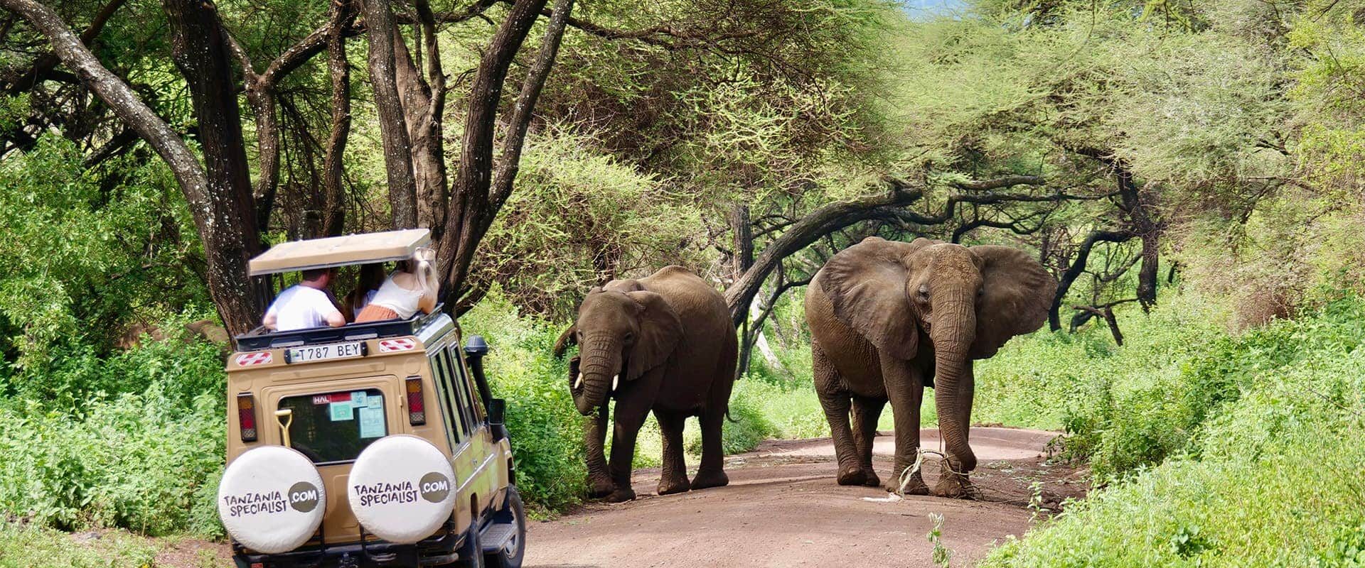 Safari-jeep, kijkend naar olifanten