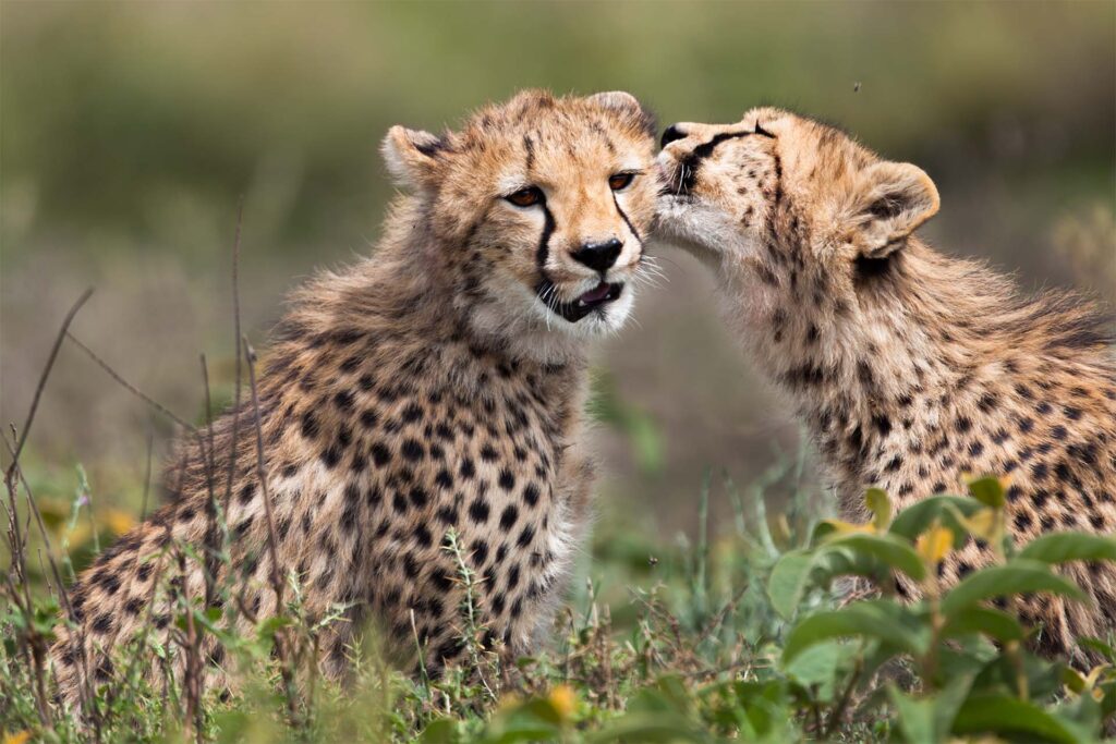 Cheetah welp met moeder in Serengeti National Park