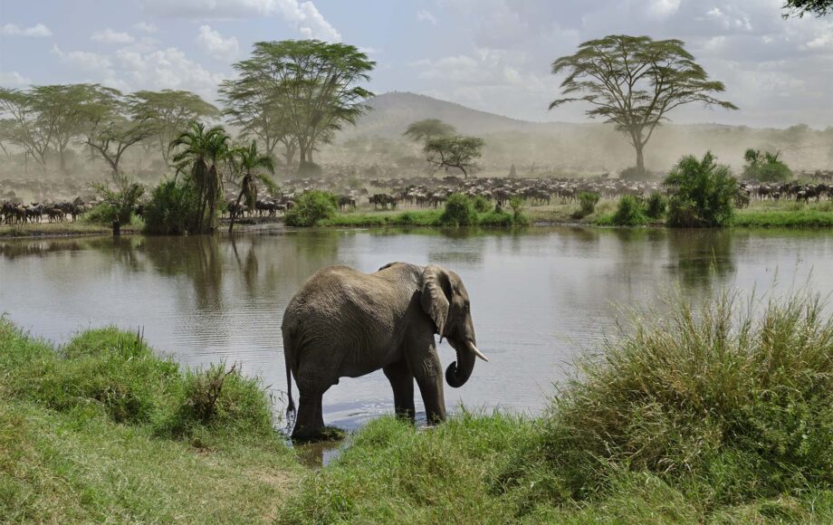 Olifant bij het water in Tanzania