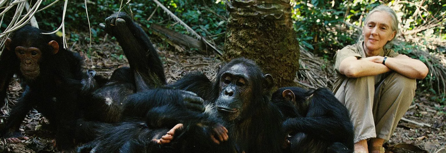 Jane Goodall vlakbij een chimpansee in Gombe Stream National Park