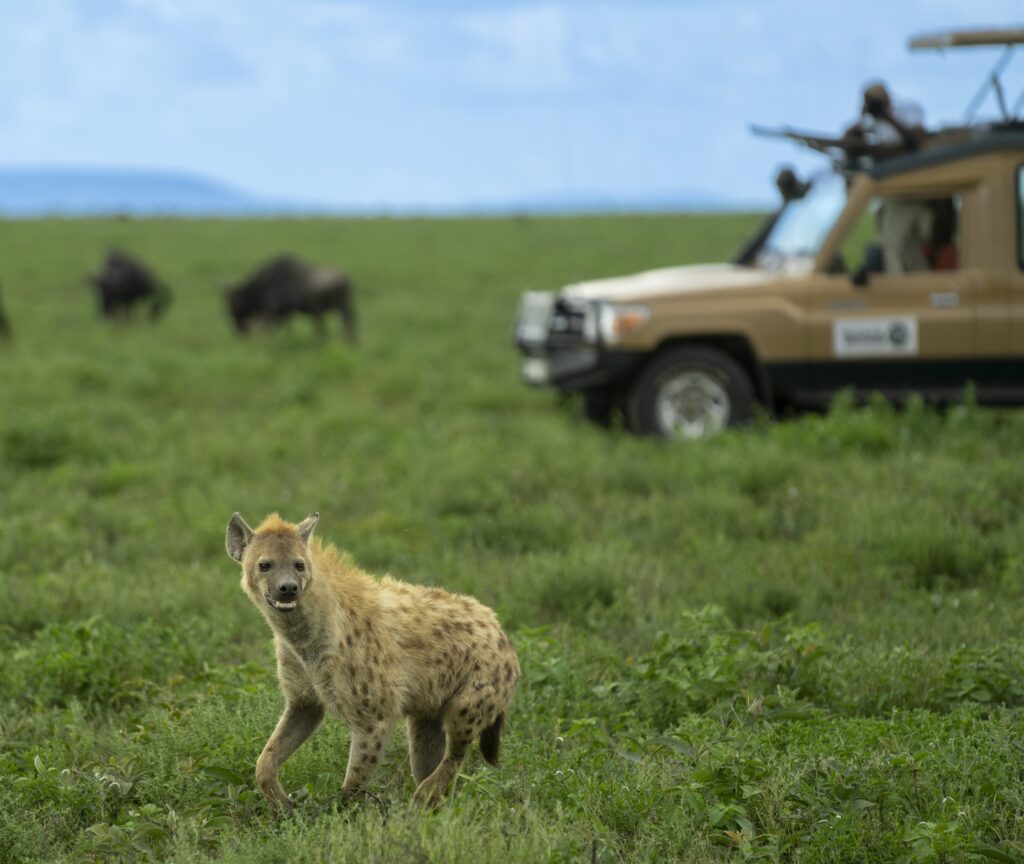 Ngorongoro jeep hyena