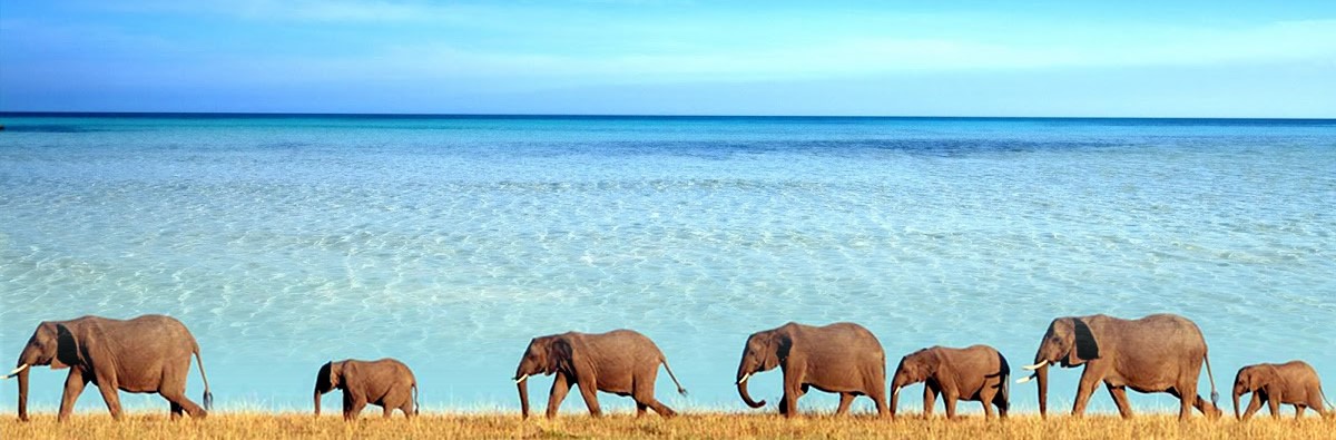 Saadani national park olifanten