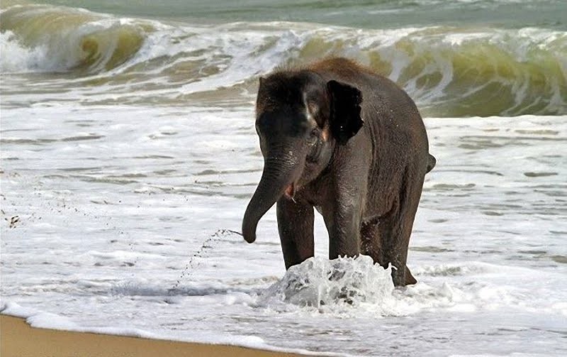 Saadani national park elephant