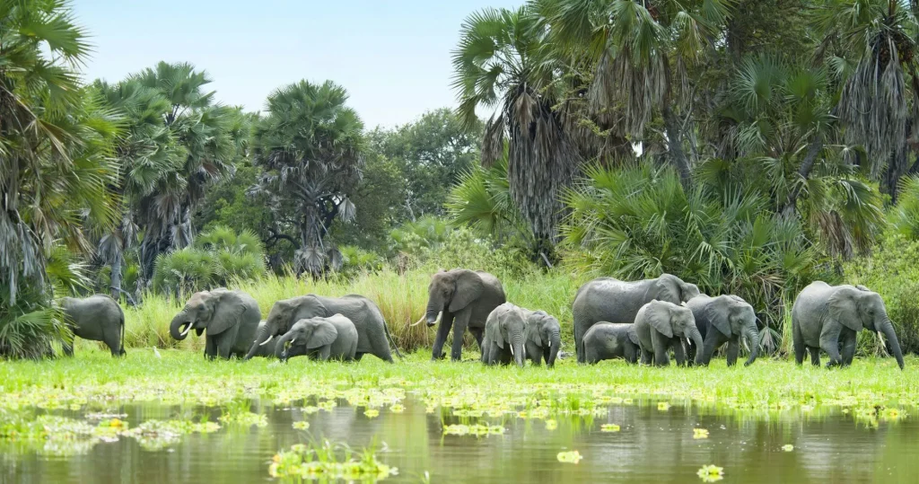 Kudde olifanten aan het water in Selous