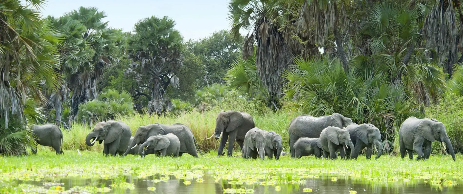 Kudde olifanten aan het water in Selous