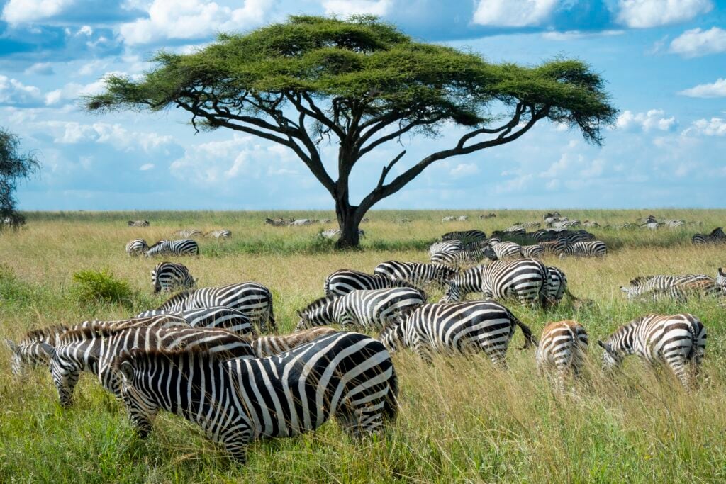 Zebra Serengeti