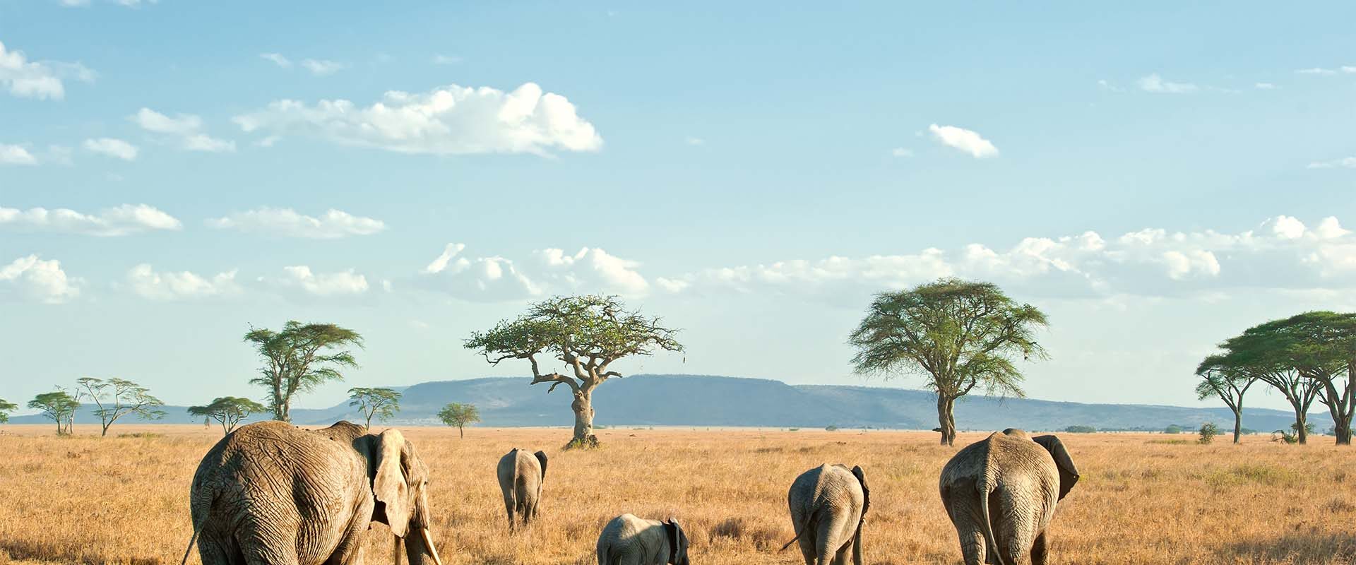 Familie olifanten in Tanzania
