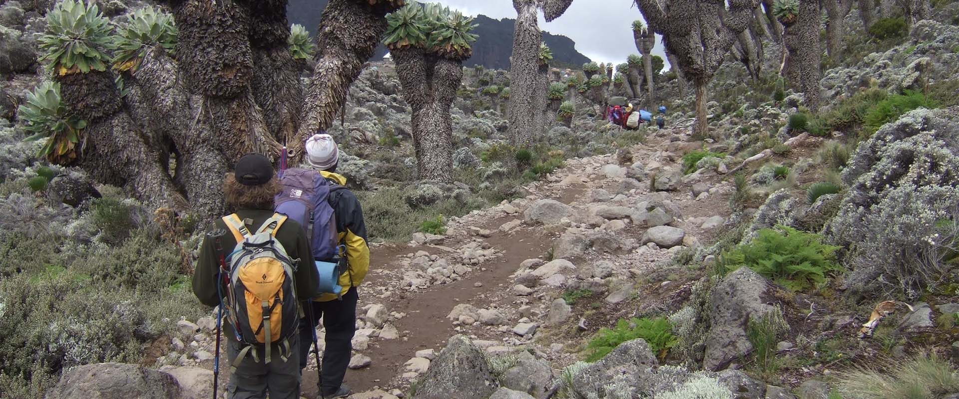 Kilimanjaro beklimmen via de Shira route