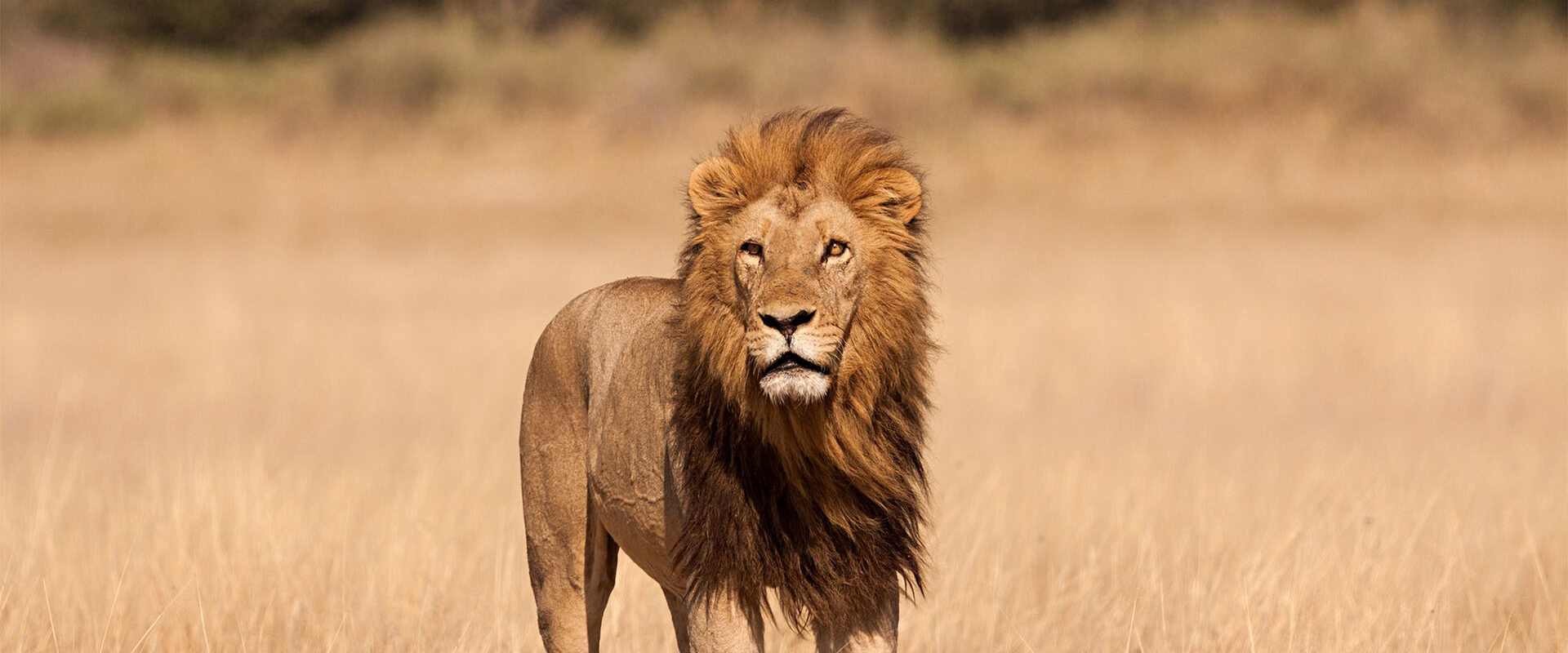 Spot een leeuw tijdens je safari in Tanzania