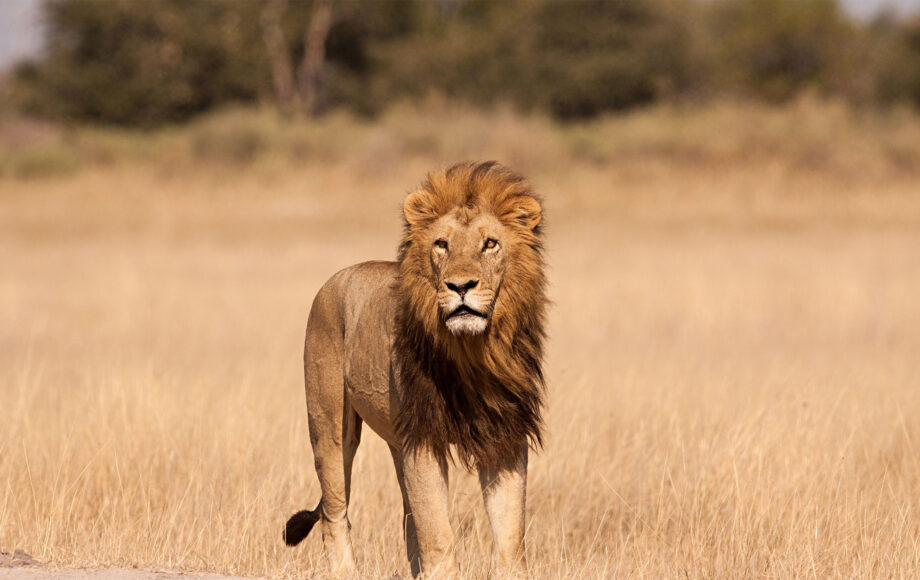 Spot een leeuw tijdens je safari in Tanzania