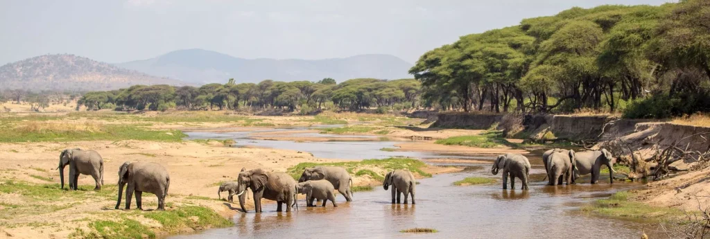 Olifanten aan een poel in Ruaha National Park, Tanzania