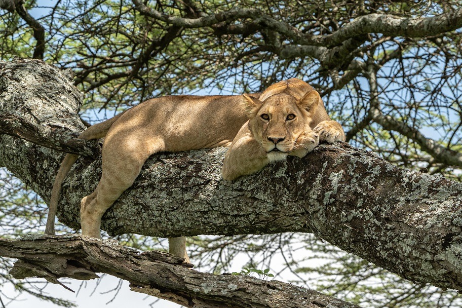 Lake Manyara National park - in stijl!