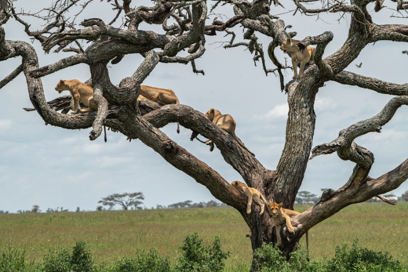 Serengeti National Park - in stijl!