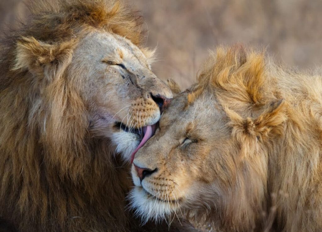 Leeuwen in Ngorongoro