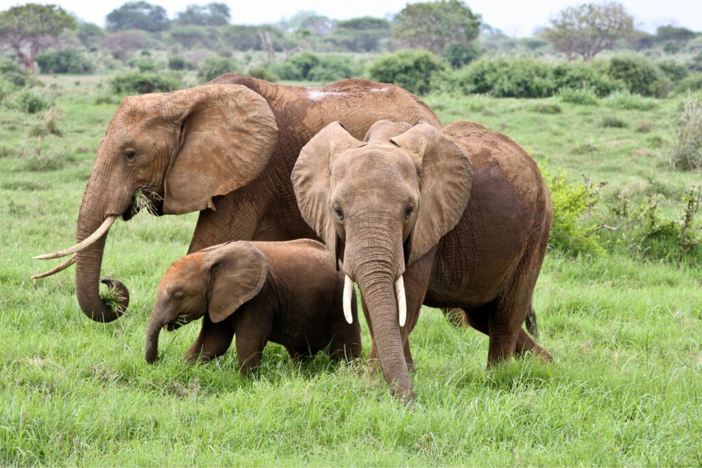 Familie olifanten