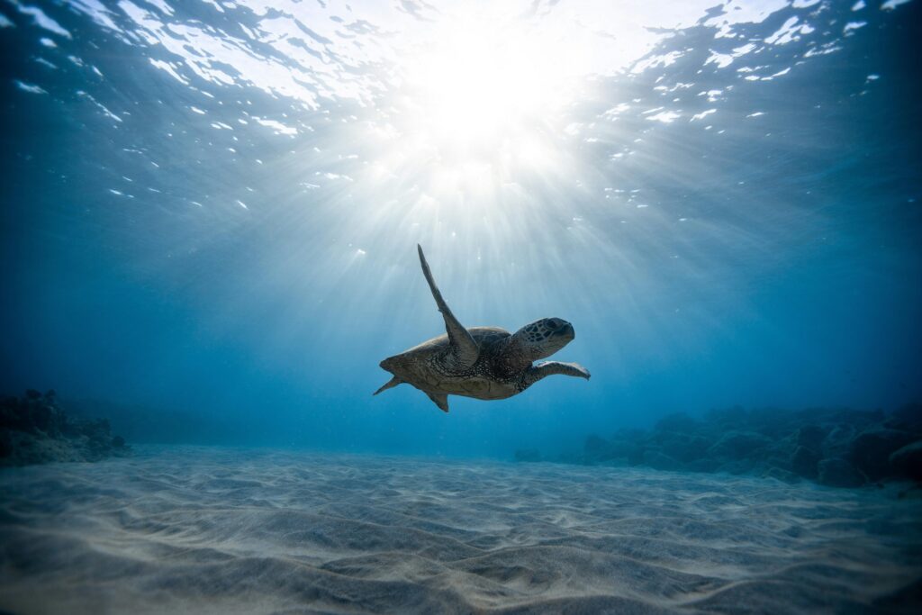 Turtle