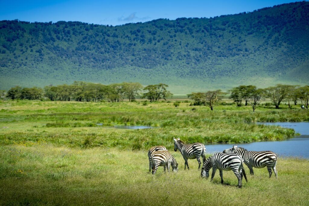 Zebra's Ngorongoro krater