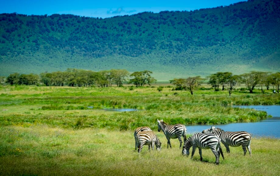 Zebra's Ngorongoro krater