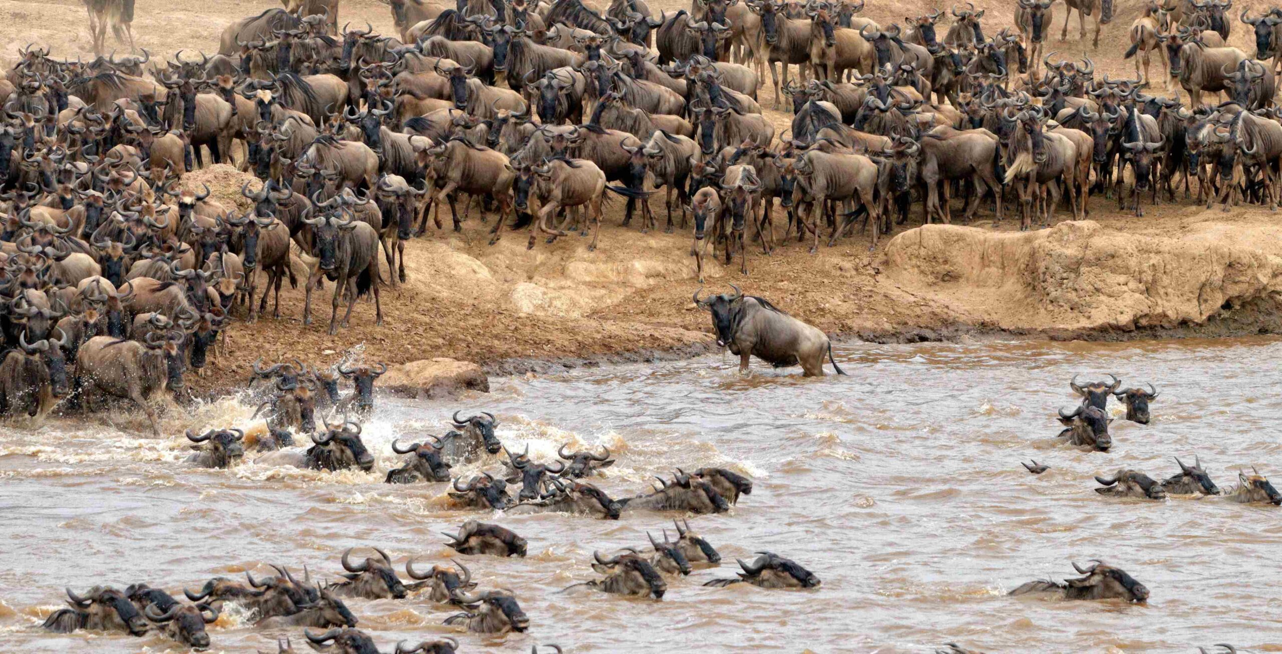 Noord-Serengeti & de Grote Trek (met kans om de beroemde oversteek van de Mararivier te zien)