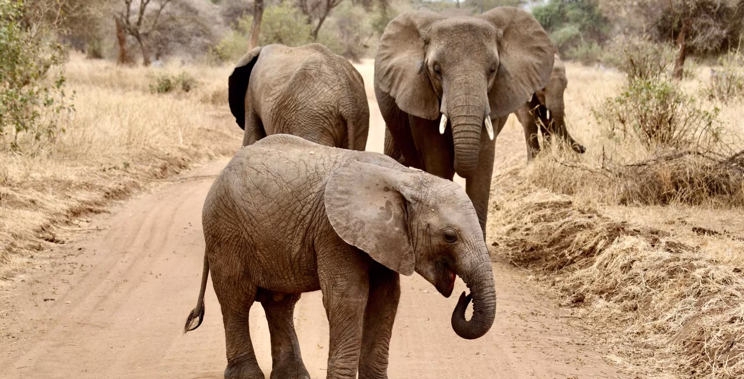 Tarangire National Park