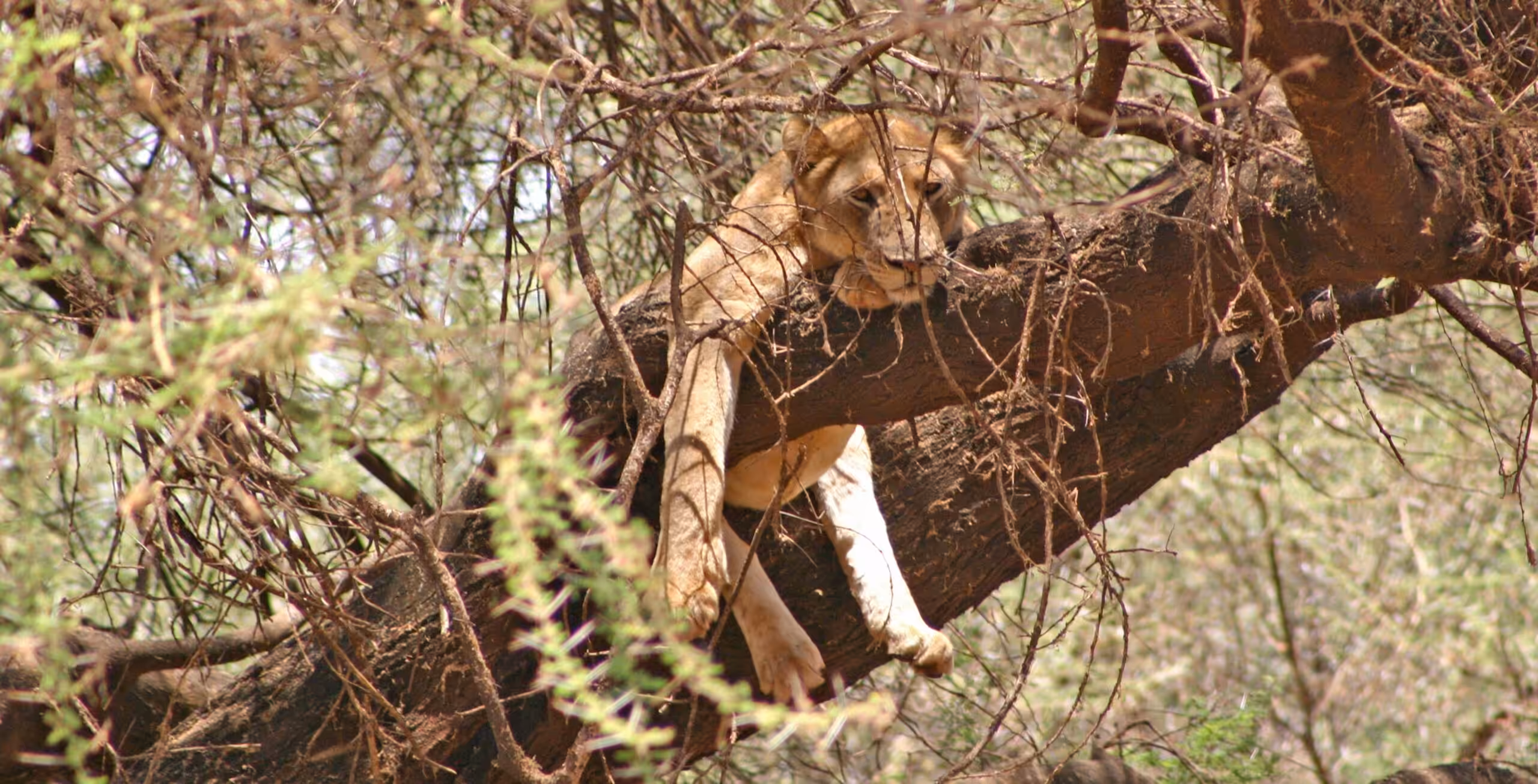 Lake Manyara National park - in stijl!