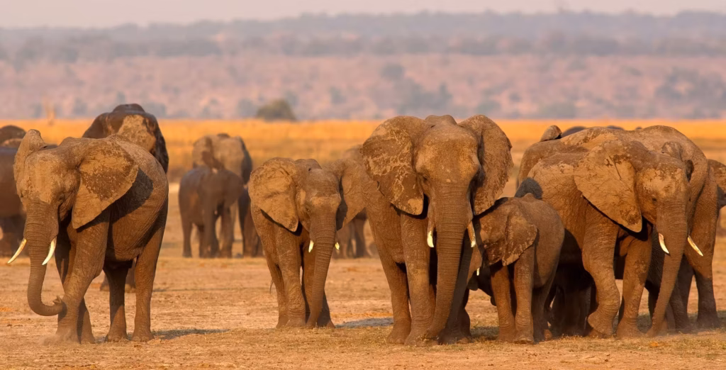 Een grote kudde olifanten op de zanderige vlaktes van Chobe National Park in Botswana.