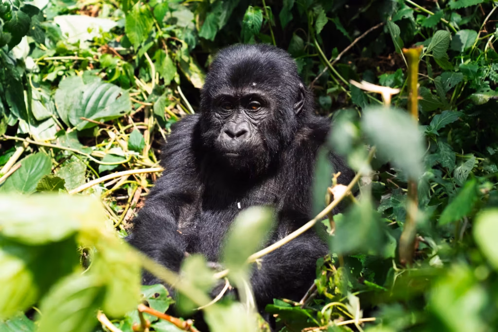 Een jonge gorilla in de groene jungle van Oeganda.